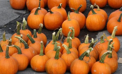 Pumpkins - waiting to be painted!