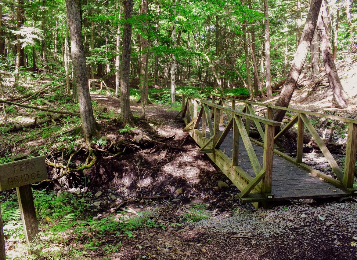 nature trail bridge august 2020